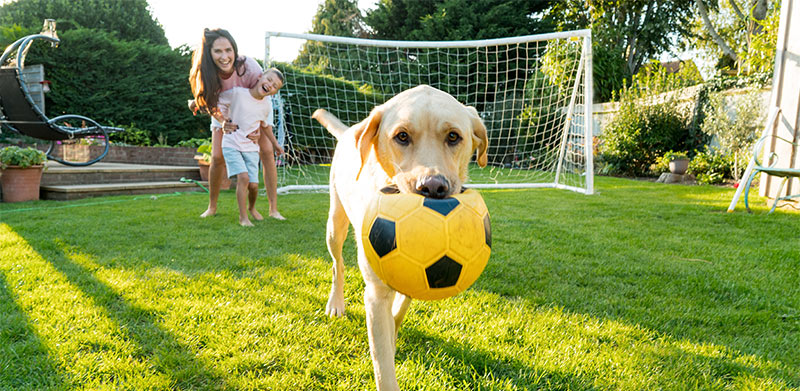 How to Keep Your Lawn Green With Pets and Kids