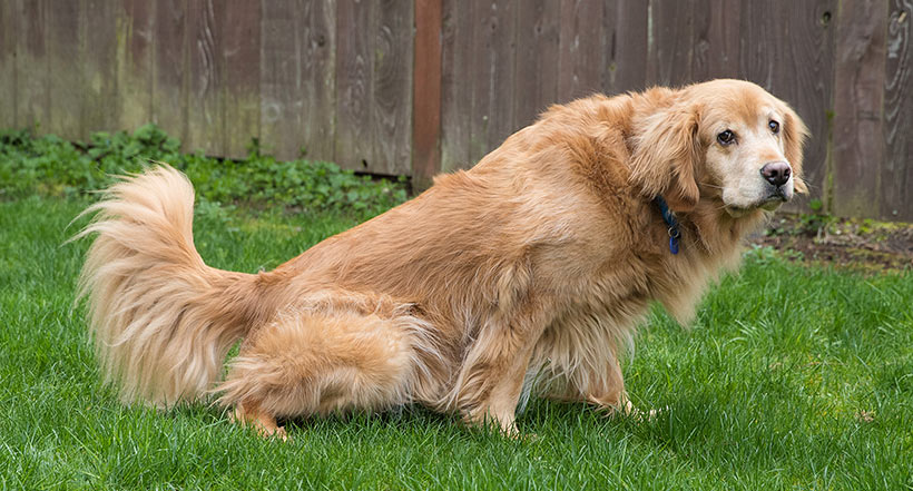 Dog urine is high in nitrogen and salts. In small amounts, nitrogen feeds the grass. In concentrated amounts, it burns it.