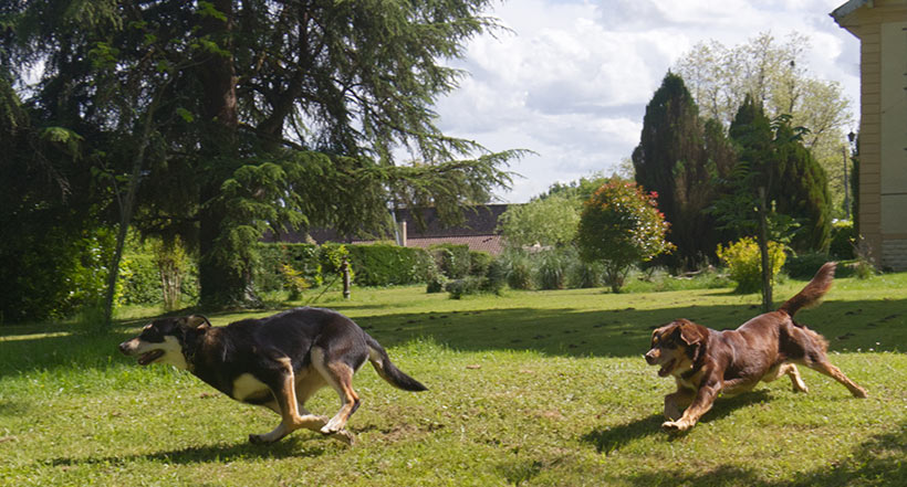 You will not stop zoomies, but you can soften the impact.