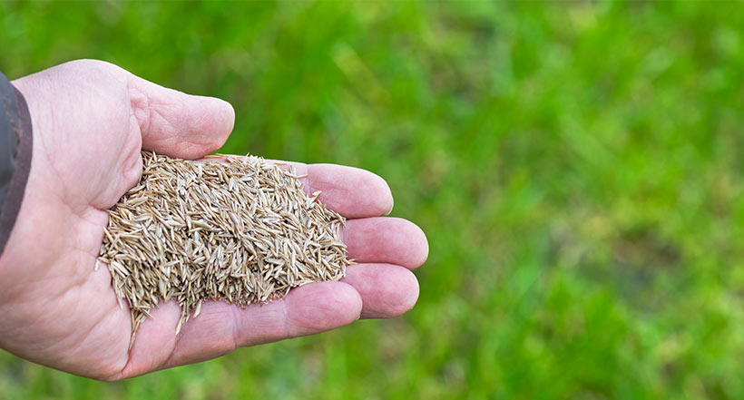 Overseeding is simply adding new grass seed into an existing lawn to thicken it and fill in thin spots.