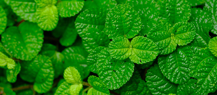 Weeds that laughed at you in June (like Creeping Charlie) become much more vulnerable in late summer and fall.