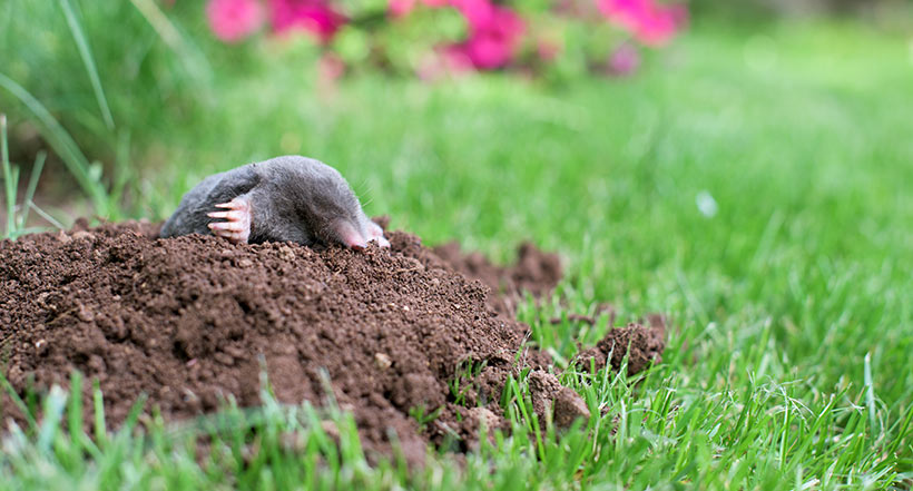 Moles are often blamed for "eating" lawns. In reality, they are mostly insect hunters that just happen to rearrange your yard while they work.