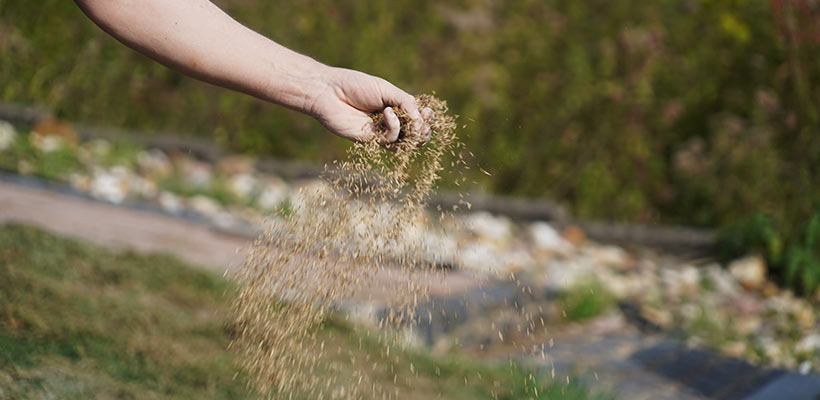 Sprinkle seed evenly over the patch; aim for a light but visible layer. Do not dump a thick pile in the middle and hope for the best.