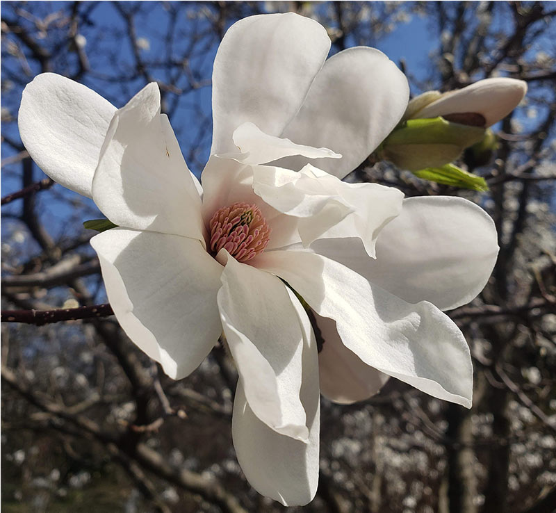 Dr. Merrill Magnolia
