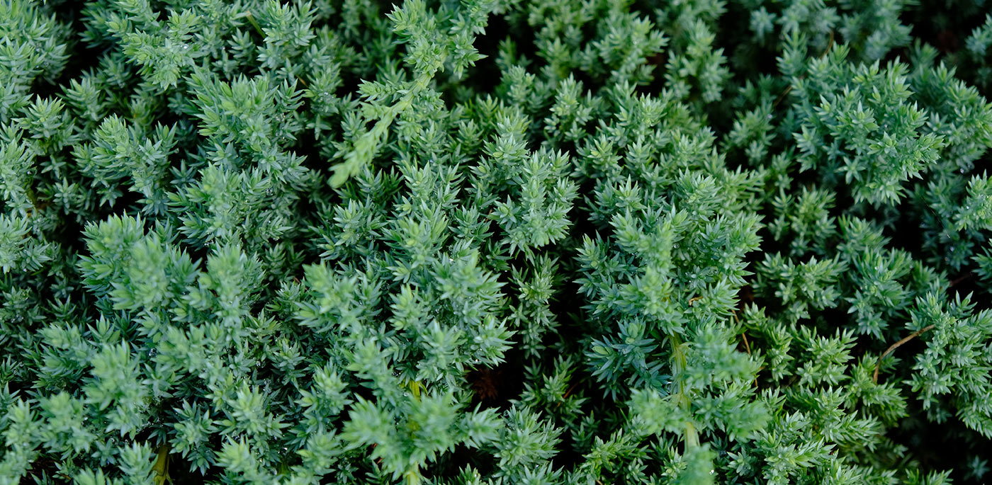 Dwarf Japanese Garden Juniper