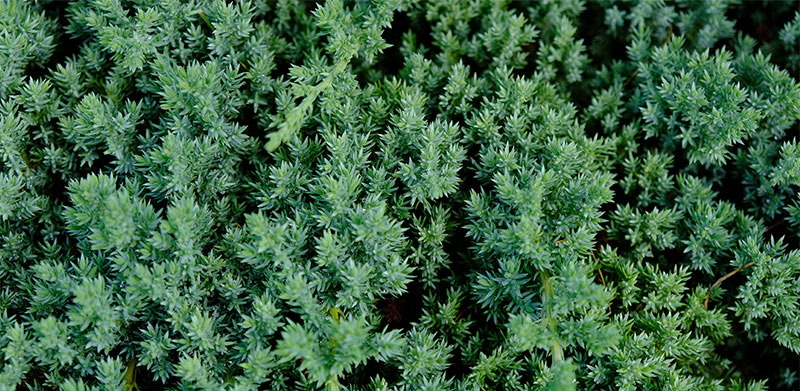 Dwarf Japanese Garden Juniper