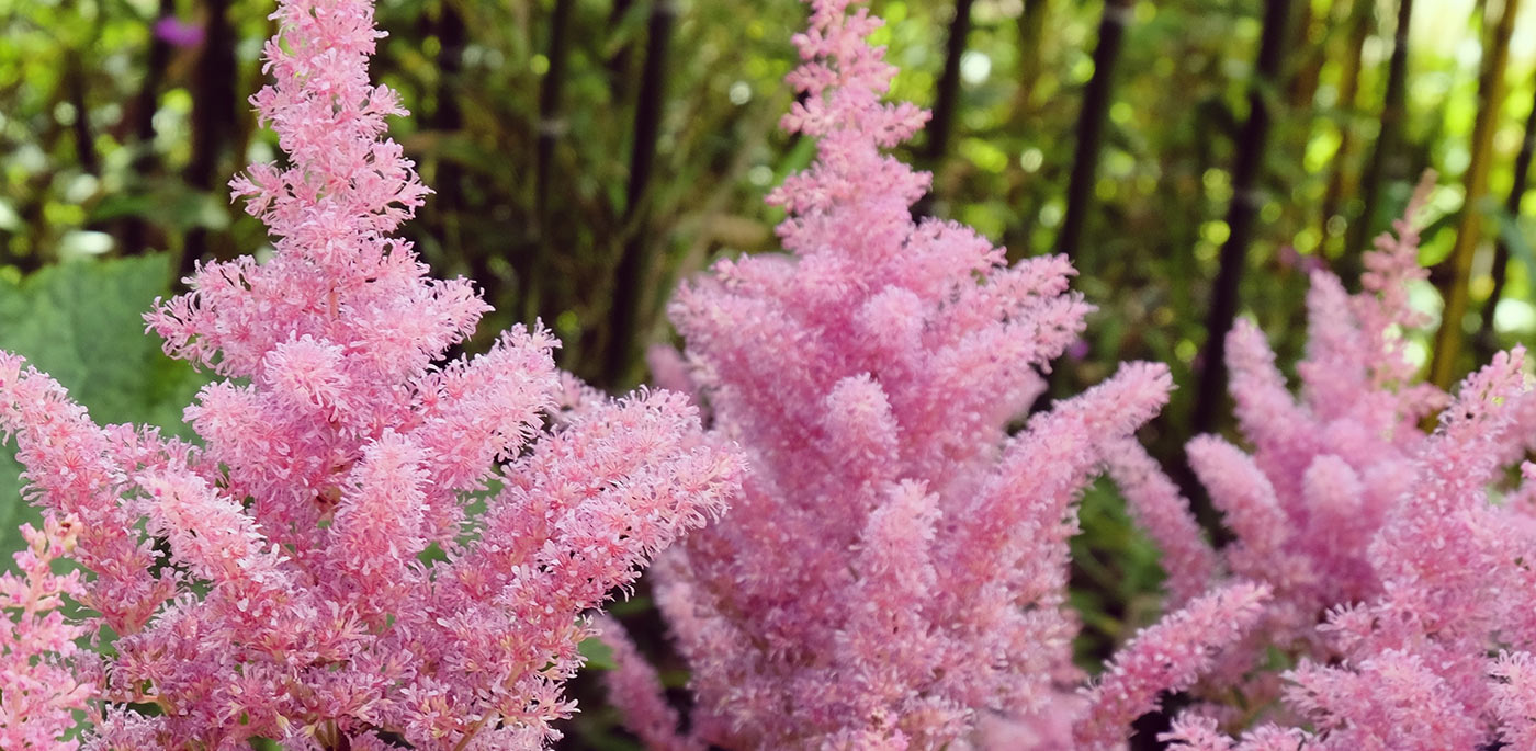 Rheinland Astilbe