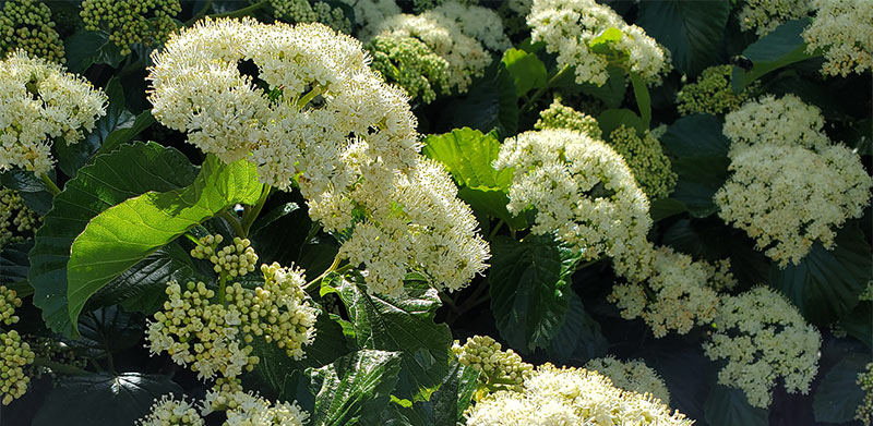 Chicago Lustre® Viburnum