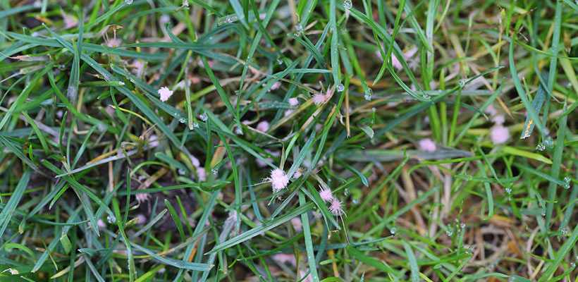 Close up of red thread lawn fungus.