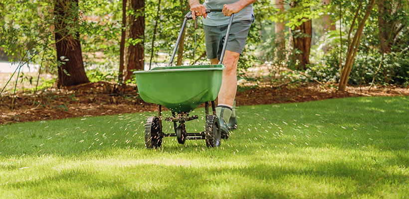 Homeowner spreading fertilizer.