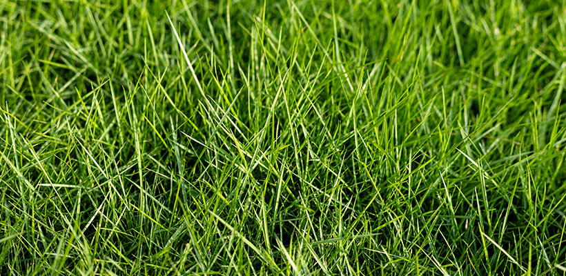 Maintaining a dense lawn is your best defense. Dandelion seeds prosper in bare spots, so the thicker the lawn, the harder it is for seeds to take hold of it.
