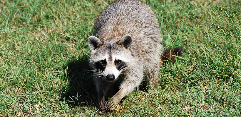 Increased activity from skunks, raccoons or birds digging in the lawn may be a warning sign that you have grubs.