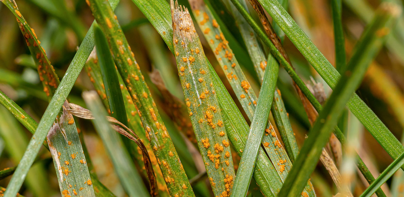 When the Lawn's Rust Rubs Off on You