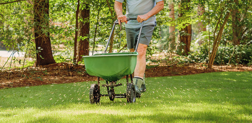 A modest, well-timed fertilizer application can help the grass grow out of the disease quickly.