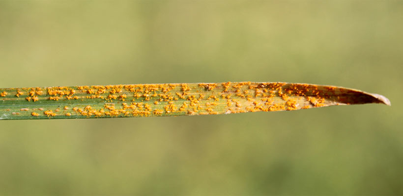 You cannot remove rust fungi completely from your lawn, but you can make conditions less favorable.