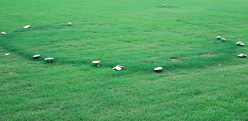Fairy ring, which can cause dark green rings, mushrooms, or hydrophobic soil