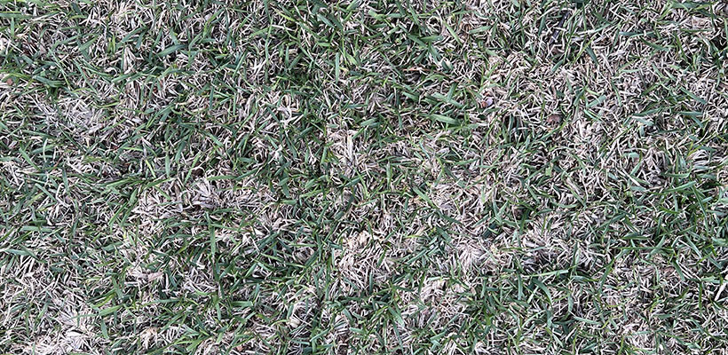 Dormancy is a natural slowdown that allows the turf to survive the cold, snow, and wind during the harsh winter months.