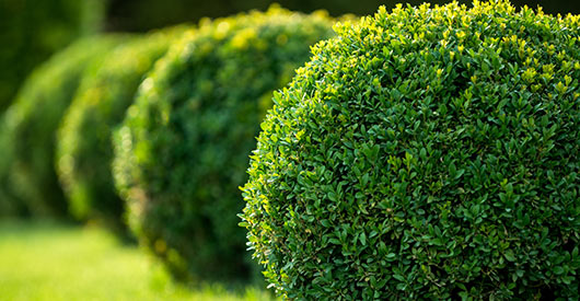 Manicured shrubs