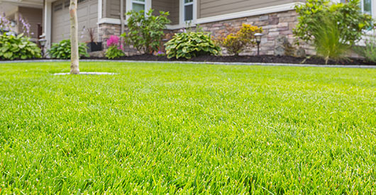 Manicured lawn