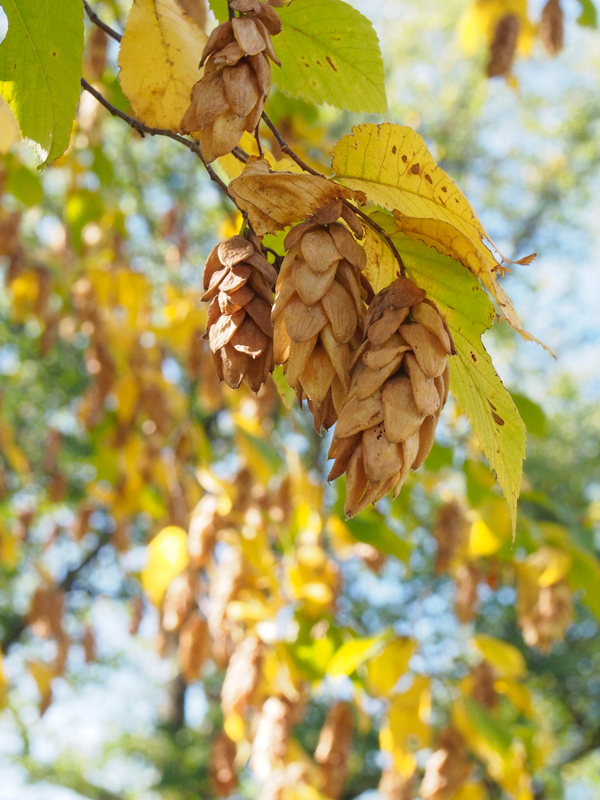 American Hornbeam