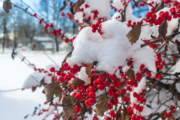 Berry Poppins Winterberry