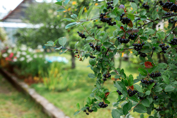 Black Chokeberry