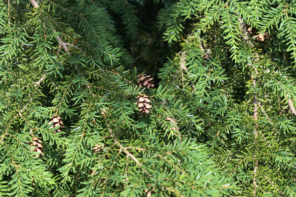 Canadian Hemlock