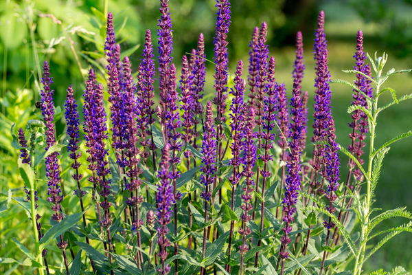 Caradonna Salvia