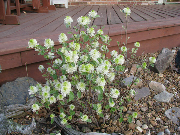 Dwarf Fothergilla