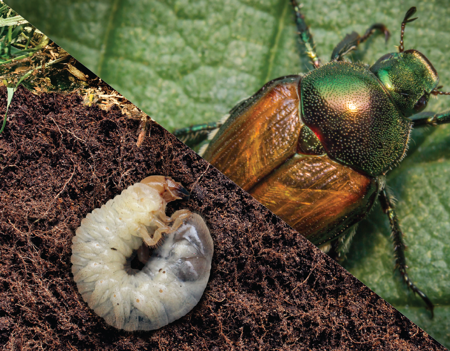 Target Grubs & Japanese Beetles this Summer