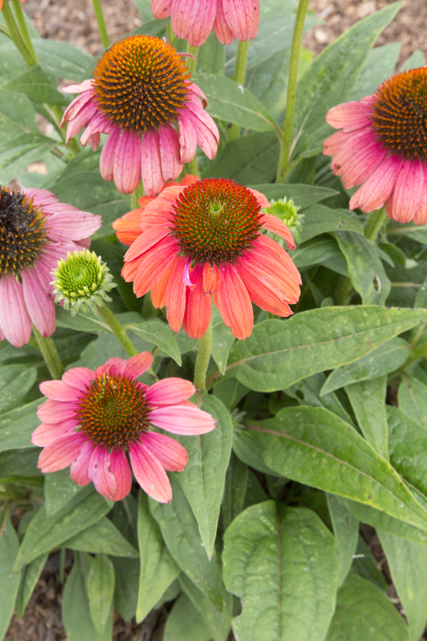 Hot Coral Coneflower