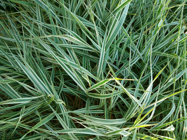 Ice Dance Sedge