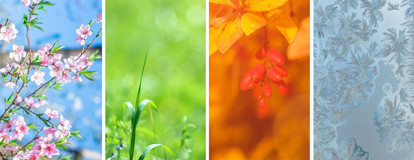 Invest in an annual lawncare program from LawnCare by Walter