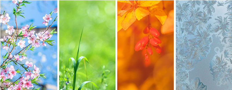 Invest in an annual lawncare program from LawnCare by Walter