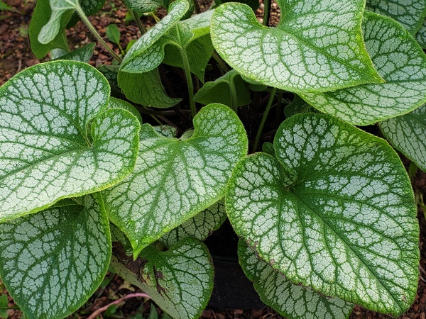 Jack Frost Brunnera