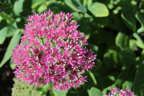 Autumn Fire Sedum
