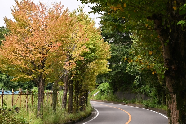 Katsura Tree