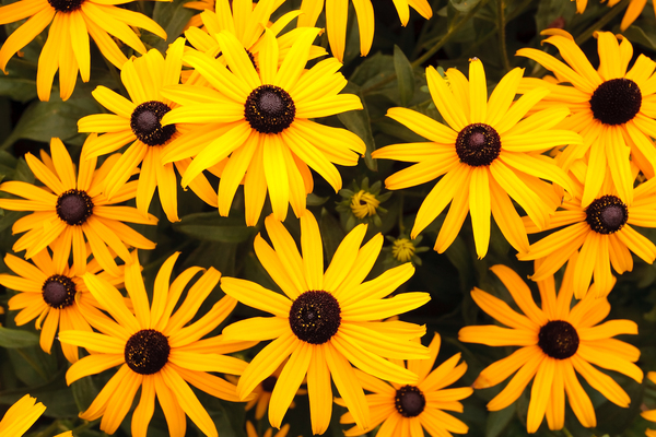 Little Suzy Black-eyed Susan