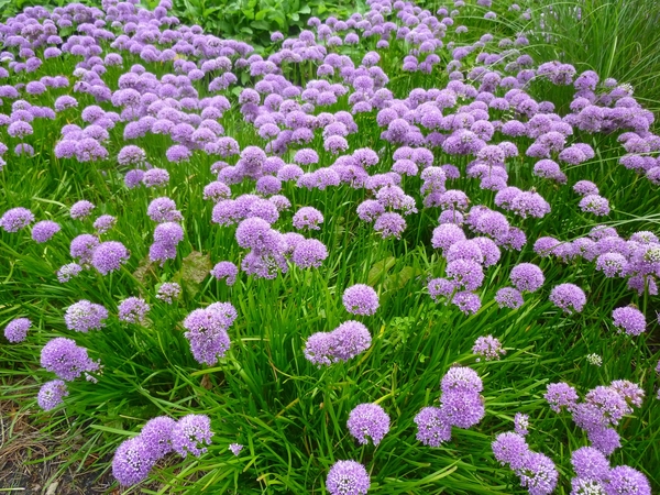 Millenium Allium