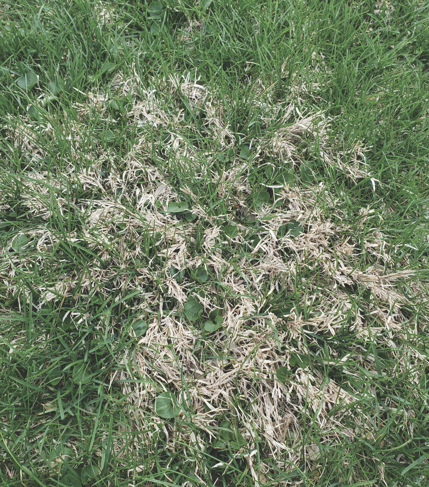Nimblewill no more!