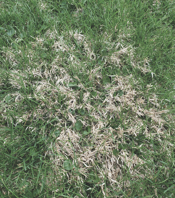 Nimblewill no more!