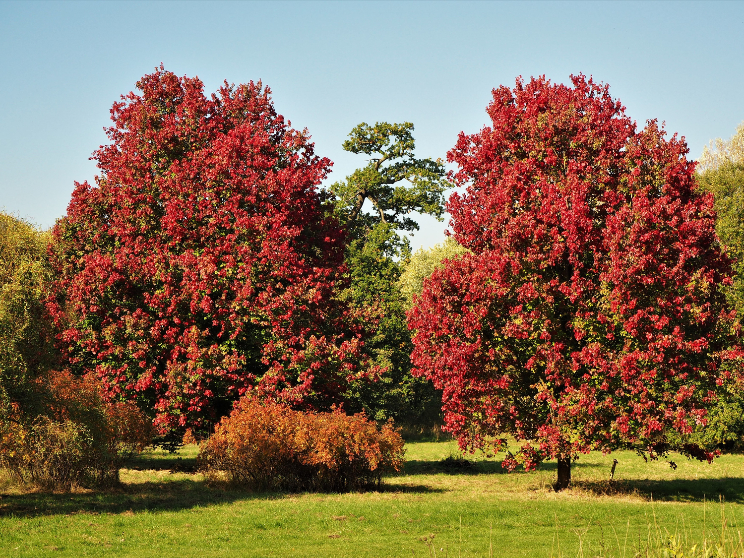 October Glory Red Maple