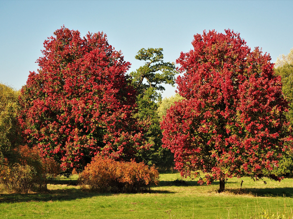 October Glory Red Maple
