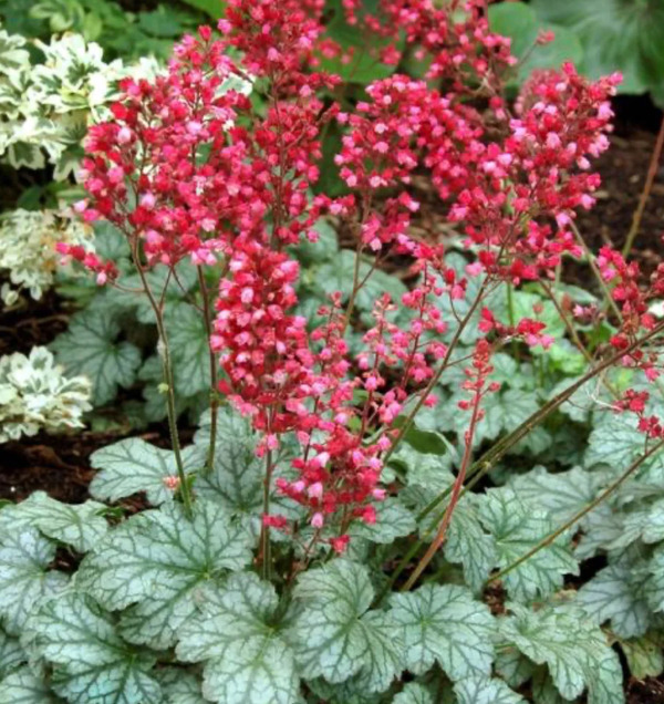 Paris Coralbells