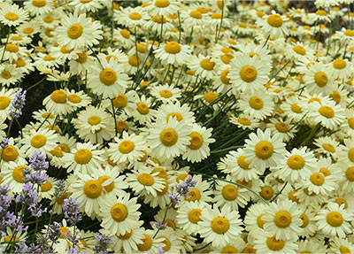 Banana Cream Shasta Daisies
