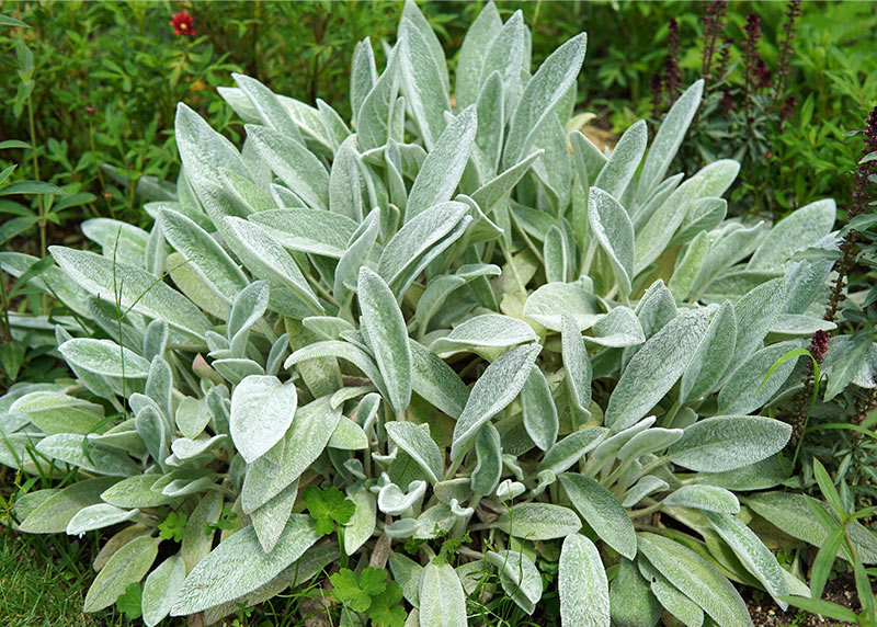 Big Ears Lamb's Ear