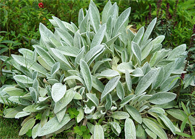 Big Ears Lamb's Ear