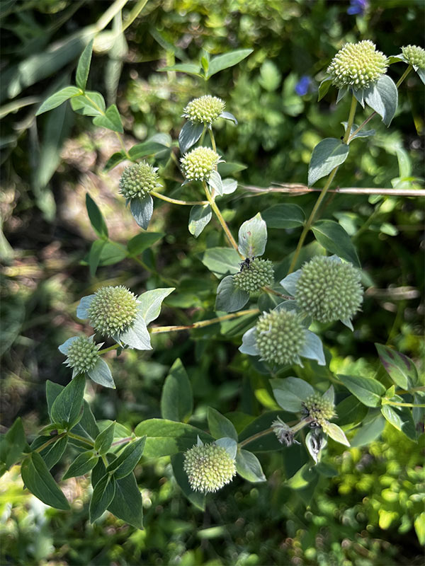 Clustered Mountain Mint