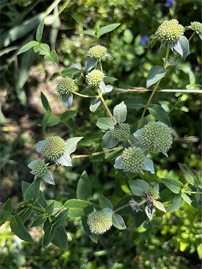 Clustered Mountain Mint