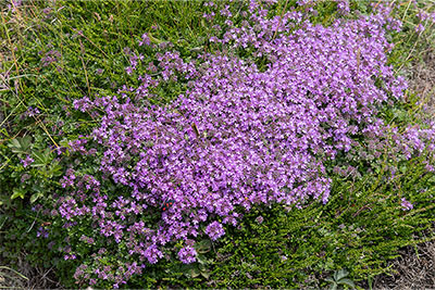 Creeping Thyme